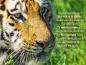 Preview: Tigergras Anti-Aging Creme (250ml Dose)
