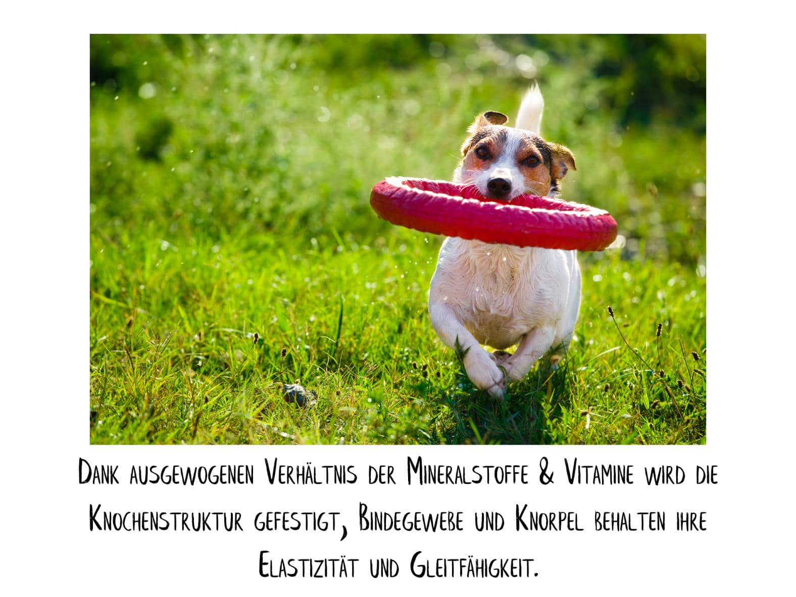 Gelenkwohl Hunde 130 Kapseln - Vitaminisiertes Ergänzungsfuttermittel für Hunde mit Calcium, Magnesium und acht wichtigen B-Vitaminen