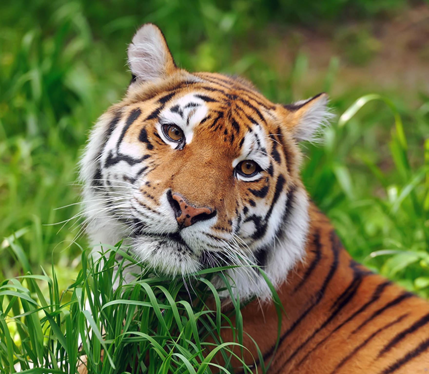 Tiger im Gras